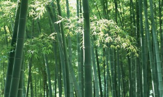熊猫吃的竹子是树吗 熊猫吃的竹子是树吗?