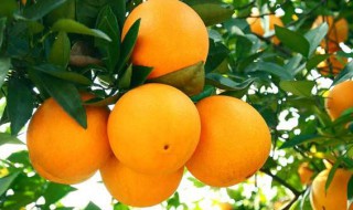 橘子的用途和作用是什么 橘子的用途和作用
