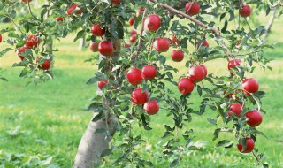 苹果要怎么种植 苹果要怎么种植才能结果