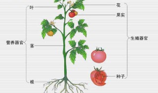 植物的身体包括 植物的身体有哪六个器官组成