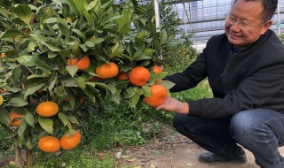 在家怎么种橘子树 家里种橘子怎么种