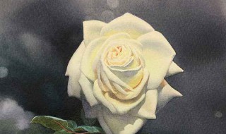 白玫瑰怎么种出来 白玫瑰怎么种出来的图片
