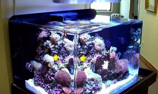 海水缸珊瑚种类 海水缸珊瑚怎么种