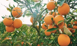 橙子和什么水果搭配好 橙子和什么水果搭配好吃