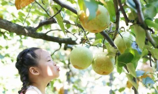 雪梨膏配方和制作方法视频 雪梨膏配方和制作方法