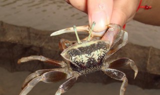 小河沟抓的螃蟹怎么做 小河沟抓的螃蟹怎么做好吃