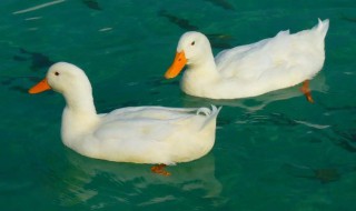 鸭子为什么能浮在水面上 鸭子为什么能浮在水面上睡觉