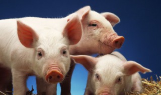 猪天梯的营养价值 猪天梯的营养成分