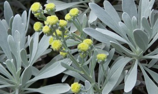 芙蓉菊风水学作用辟邪吗 芙蓉菊迷信用法