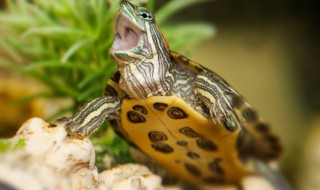 家里养龟的风水禁忌 哪个生肖不宜养龟