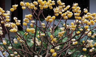 结香花的香气有毒吗 结香花有毒吗可以在室内养吗