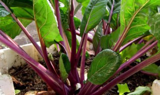 红菜苔的营养价值及热量 红菜苔的营养价值