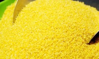 大黄米的营养价值 小米的营养价值