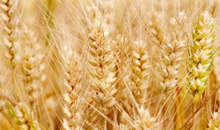 小麦功效作用营养价值 小麦的功效与作用小麦是什么