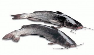 乌江鱼的营养价值 乌江鱼的营养价值与功效