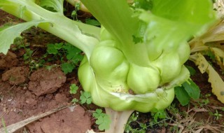 芥菜头是什么（芥菜头是什么菜）