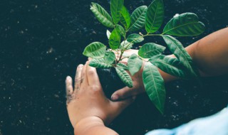 植物叶子腺点的相关知识谢谢 叶柄上有腺点的植物