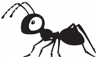 白蚁是蚂蚁吗（怎么消灭白蚂蚁）