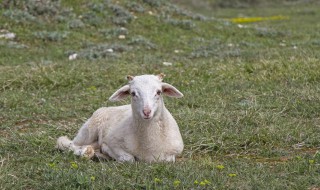 新生的羊羔不怎么吃奶怎么回事 新生小羊羔不会吃奶怎么办