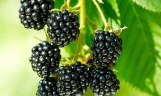 怡颗莓黑莓怎么吃 黑莓怎么吃