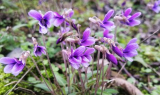 紫花地丁怎么种 紫花地丁怎么种?