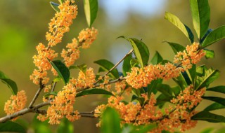 北方院子桂花树冬天怎样保护（北方院子桂花树冬天怎样保护图片）