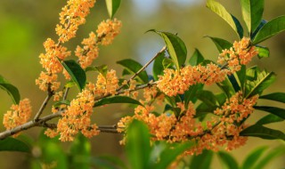 桂花品种最香排名 桂花品种哪个最香