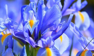 蓝色鸢尾花的花语 鸢尾花的花语