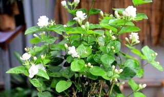 茉莉花催花后如何预防烂根 茉莉花催花后如何预防烂根的方法