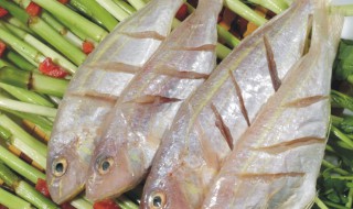 金线鱼的常见吃法 金线鱼如何做好吃