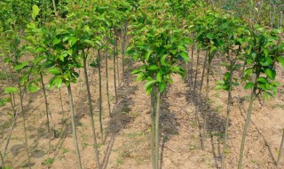 海棠树的种植方法 海棠树的种植方法和管理