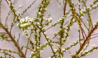 雪柳适合什么季节养 雪柳适合什么季节养殖