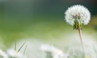 蒲公英在什么季节传播种子 蒲公英在哪个季节传播种子