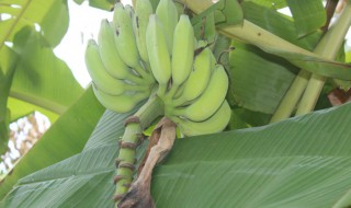 芭蕉的吃法及做法大全 芭蕉的食用方法