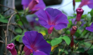 牵牛花种子怎样保存 牵牛花种子怎样保存不会坏