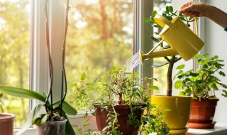 植物生长过程 植物生长过程视频