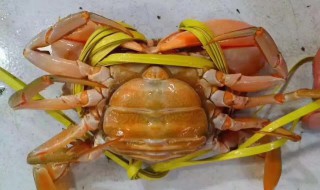 新手怎么吃螃蟹图解 母螃蟹怎么吃