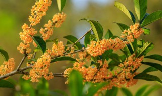 桂花树秋季施肥时间和方法 桂花树秋季施肥时间和方法是什么