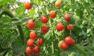 西红柿的栽植方法视频 西红柿的栽植