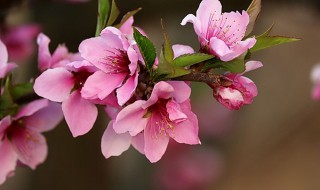 桃花的功效与作用,桃花的副作用 桃花的功效与作用