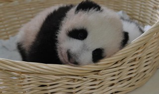 大熊猫爱吃的竹子有哪些 大熊猫爱吃的竹类有哪些