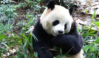 大熊猫吃的是竹子的哪部分 大熊猫吃的是什么竹子