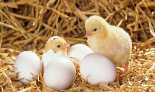 怎么区分母鸡有没有下过蛋 怎么区分母鸡下蛋和不下蛋