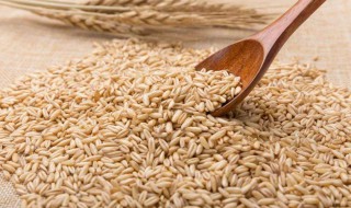 燕麦米的功效与作用及食用 燕麦米的功效与作用