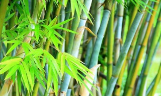 节节高升竹子怎么养 节节高竹子如何养