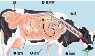 牛有几个胃分别是哪几个胃 牛有几个胃