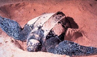 世界上体型最大的海龟是什么动物 世界上体型最大的海龟是什么