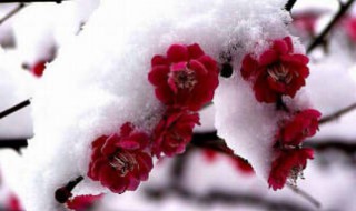 关于冬天的诗句 小学 关于冬天的诗