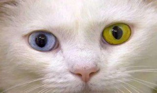 猫一个瞳孔大一个瞳孔小怎么解决 猫有一只瞳孔放大意味着什么