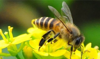 蜜蜂的尾巴有什么作用 蜜蜂的尾巴有什么作用和功能